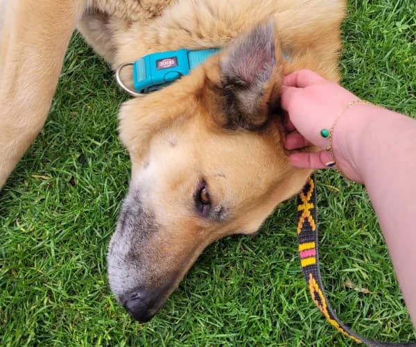 Malwa, female Mixed Breed for adoption at Ami Fundacja Pomocy Zwierzętom — photo 4 of 5