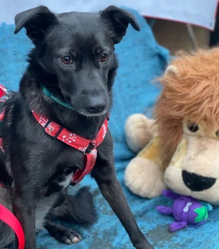 Perełka, female Mixed Breed for adoption at Ami Fundacja Pomocy Zwierzętom — photo 2 of 7
