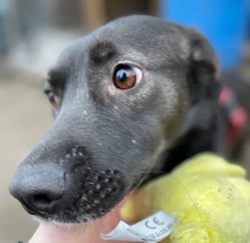 Perełka, female Mixed Breed for adoption at Ami Fundacja Pomocy Zwierzętom — photo 3 of 7