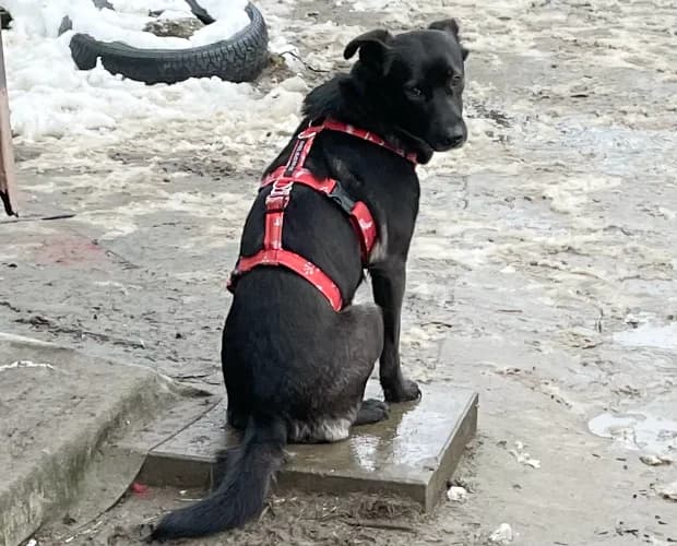 Perełka, female Mixed Breed for adoption at Ami Fundacja Pomocy Zwierzętom — photo 4 of 7