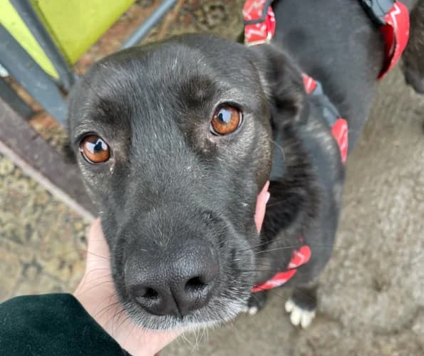 Perełka, female Mixed Breed for adoption at Ami Fundacja Pomocy Zwierzętom — photo 5 of 7