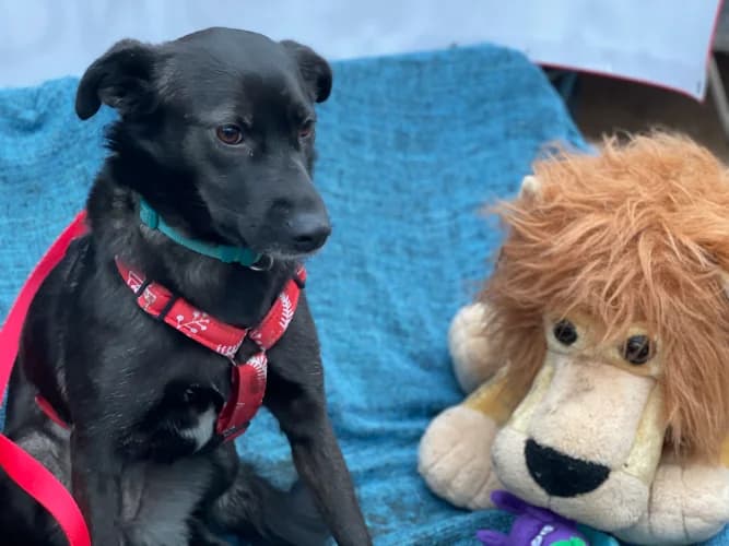 Perełka, female Mixed Breed for adoption at Ami Fundacja Pomocy Zwierzętom — photo 6 of 7