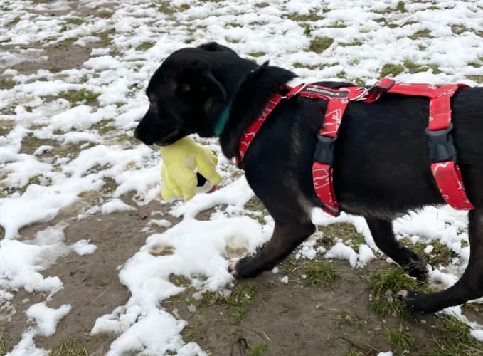 Perełka, female Mixed Breed for adoption at Ami Fundacja Pomocy Zwierzętom — photo 7 of 7