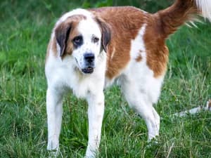 Obrad, male Mixed Breed for adoption at Ami Fundacja Pomocy Zwierzętom