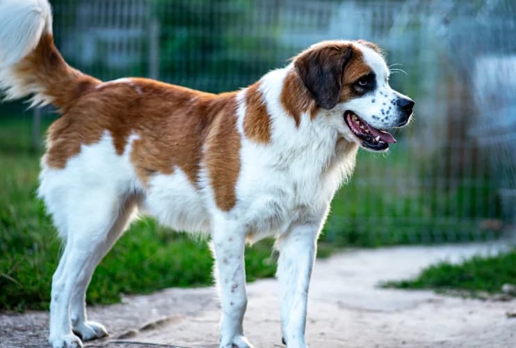 Obrad, male Mixed Breed for adoption at Ami Fundacja Pomocy Zwierzętom — photo 2 of 5