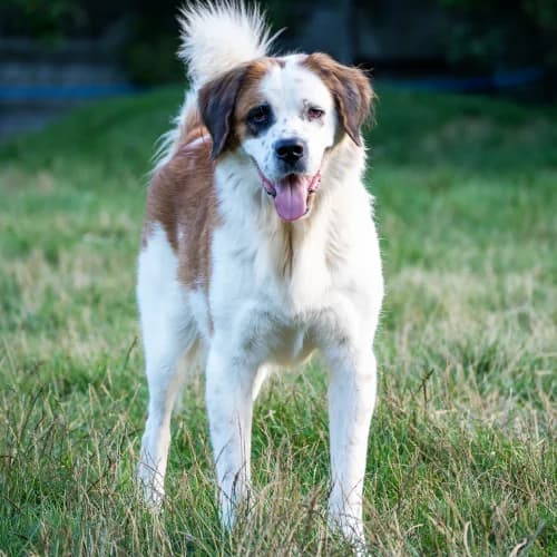 Obrad, male Mixed Breed for adoption at Ami Fundacja Pomocy Zwierzętom — photo 3 of 5