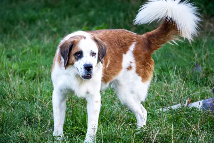 Obrad, male Mixed Breed for adoption at Ami Fundacja Pomocy Zwierzętom — photo 4 of 5