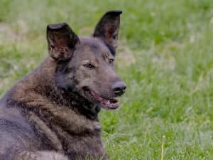 Fuksja, female Mixed Breed for adoption at Ami Fundacja Pomocy Zwierzętom