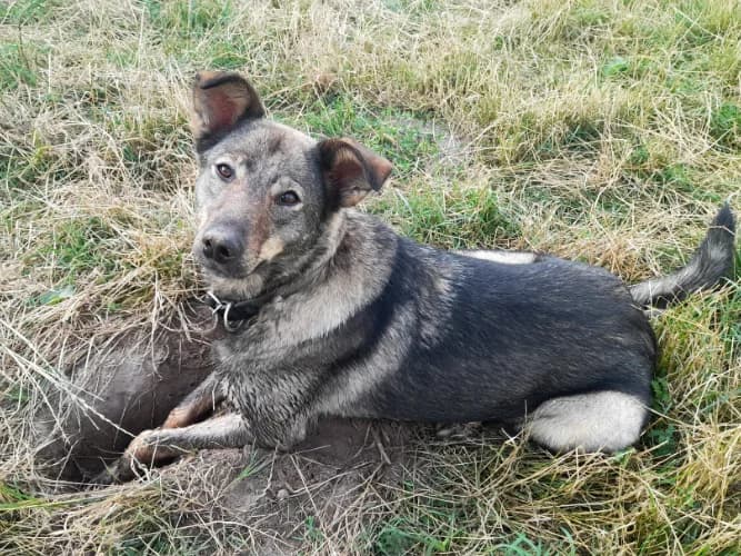 Fuksja, female Mixed Breed for adoption at Ami Fundacja Pomocy Zwierzętom — photo 2 of 6
