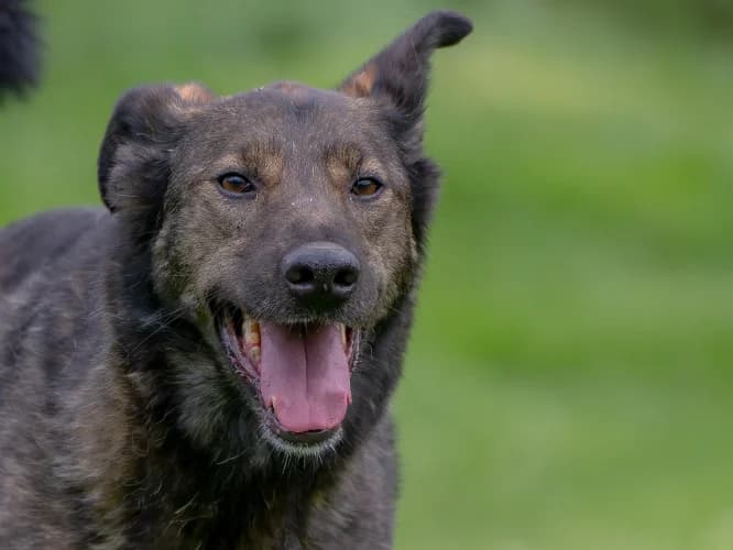 Fuksja, female Mixed Breed for adoption at Ami Fundacja Pomocy Zwierzętom — photo 3 of 6