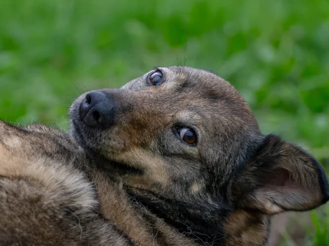 Fuksja, female Mixed Breed for adoption at Ami Fundacja Pomocy Zwierzętom — photo 4 of 6