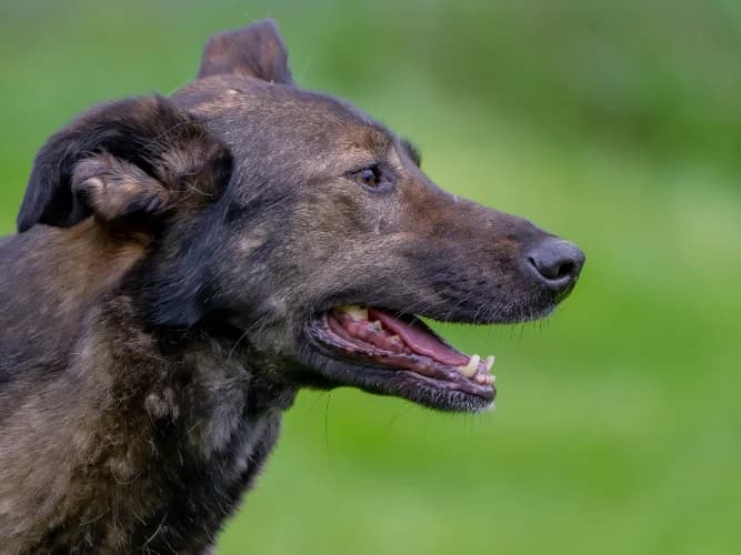Fuksja, female Mixed Breed for adoption at Ami Fundacja Pomocy Zwierzętom — photo 5 of 6