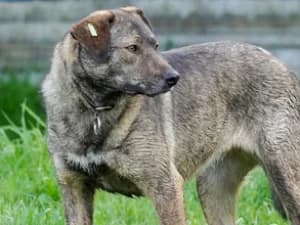 Mgiełka, female Mixed Breed for adoption at Ami Fundacja Pomocy Zwierzętom