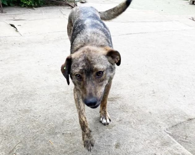 Mgiełka, female Mixed Breed for adoption at Ami Fundacja Pomocy Zwierzętom — photo 3 of 6