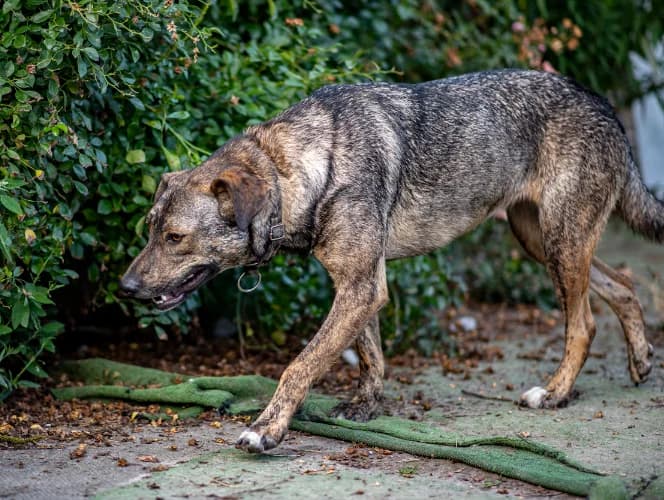 Mgiełka, female Mixed Breed for adoption at Ami Fundacja Pomocy Zwierzętom — photo 4 of 6