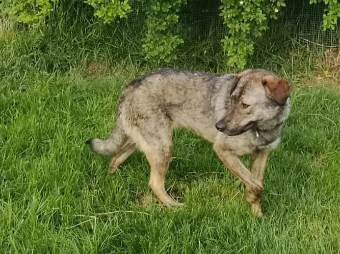 Mgiełka, female Mixed Breed for adoption at Ami Fundacja Pomocy Zwierzętom — photo 5 of 6