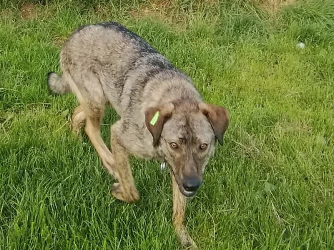 Mgiełka, female Mixed Breed for adoption at Ami Fundacja Pomocy Zwierzętom — photo 6 of 6