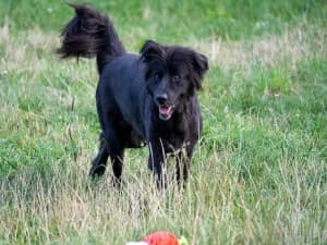 Wezyr, male Mixed Breed for adoption at Ami Fundacja Pomocy Zwierzętom