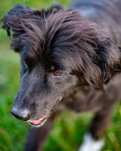 Wezyr, male Mixed Breed for adoption at Ami Fundacja Pomocy Zwierzętom — photo 3 of 4