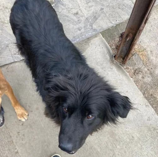 Wezyr, male Mixed Breed for adoption at Ami Fundacja Pomocy Zwierzętom — photo 4 of 4