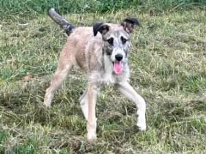 Tedi, male Mixed Breed for adoption at Ami Fundacja Pomocy Zwierzętom