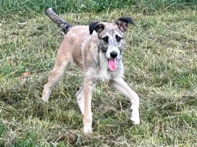 Tedi, male Mixed Breed for adoption at Ami Fundacja Pomocy Zwierzętom — photo 2 of 5