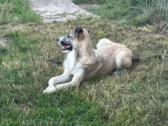 Tedi, male Mixed Breed for adoption at Ami Fundacja Pomocy Zwierzętom — photo 3 of 5
