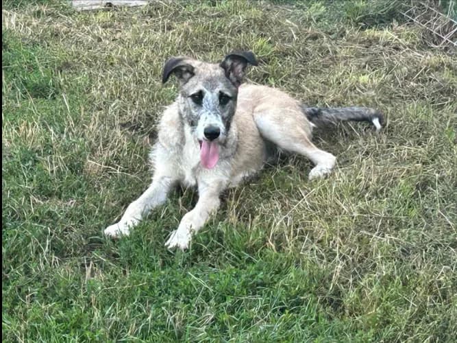 Tedi, male Mixed Breed for adoption at Ami Fundacja Pomocy Zwierzętom — photo 4 of 5