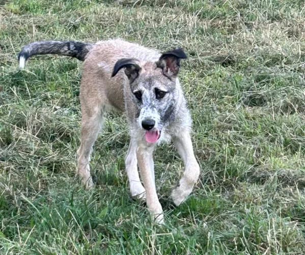 Tedi, male Mixed Breed for adoption at Ami Fundacja Pomocy Zwierzętom — photo 5 of 5