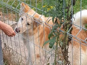 Sułtan, male Mixed Breed for adoption at Ami Fundacja Pomocy Zwierzętom