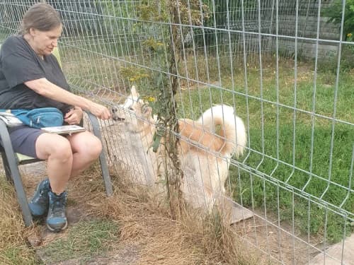 Sułtan, male Mixed Breed for adoption at Ami Fundacja Pomocy Zwierzętom — photo 2 of 3