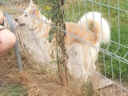 Sułtan, male Mixed Breed for adoption at Ami Fundacja Pomocy Zwierzętom — photo 3 of 3