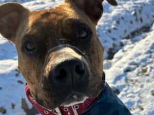 Nefryt, male Mixed Breed for adoption at Ami Fundacja Pomocy Zwierzętom