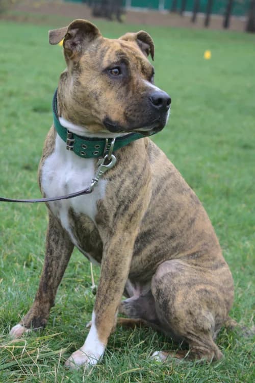 Nefryt, male Mixed Breed for adoption at Ami Fundacja Pomocy Zwierzętom — photo 2 of 4