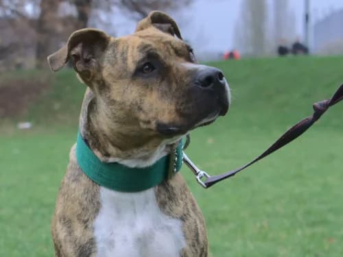 Nefryt, male Mixed Breed for adoption at Ami Fundacja Pomocy Zwierzętom — photo 3 of 4
