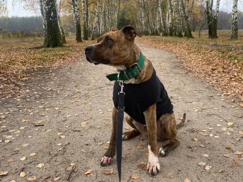 Nefryt, male Mixed Breed for adoption at Ami Fundacja Pomocy Zwierzętom — photo 4 of 4