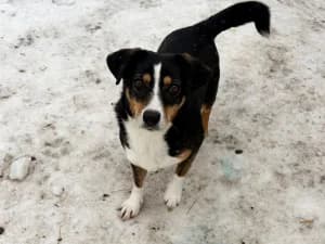 Żabka, female 5yo Mixed Breed for adoption at Ami Fundacja Pomocy Zwierzętom