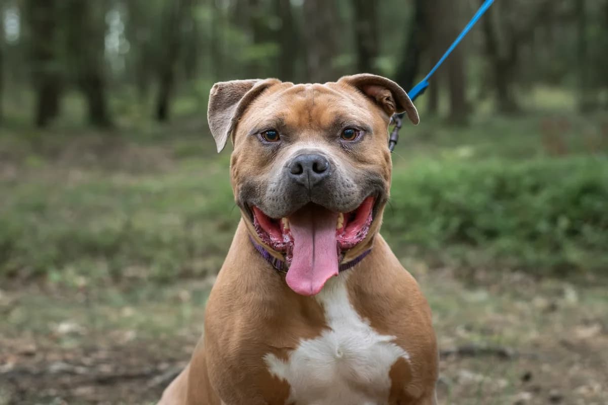 Andy,  4yo Mixed Breed for adoption at Stowarzyszenie Amstaffy Niczyje