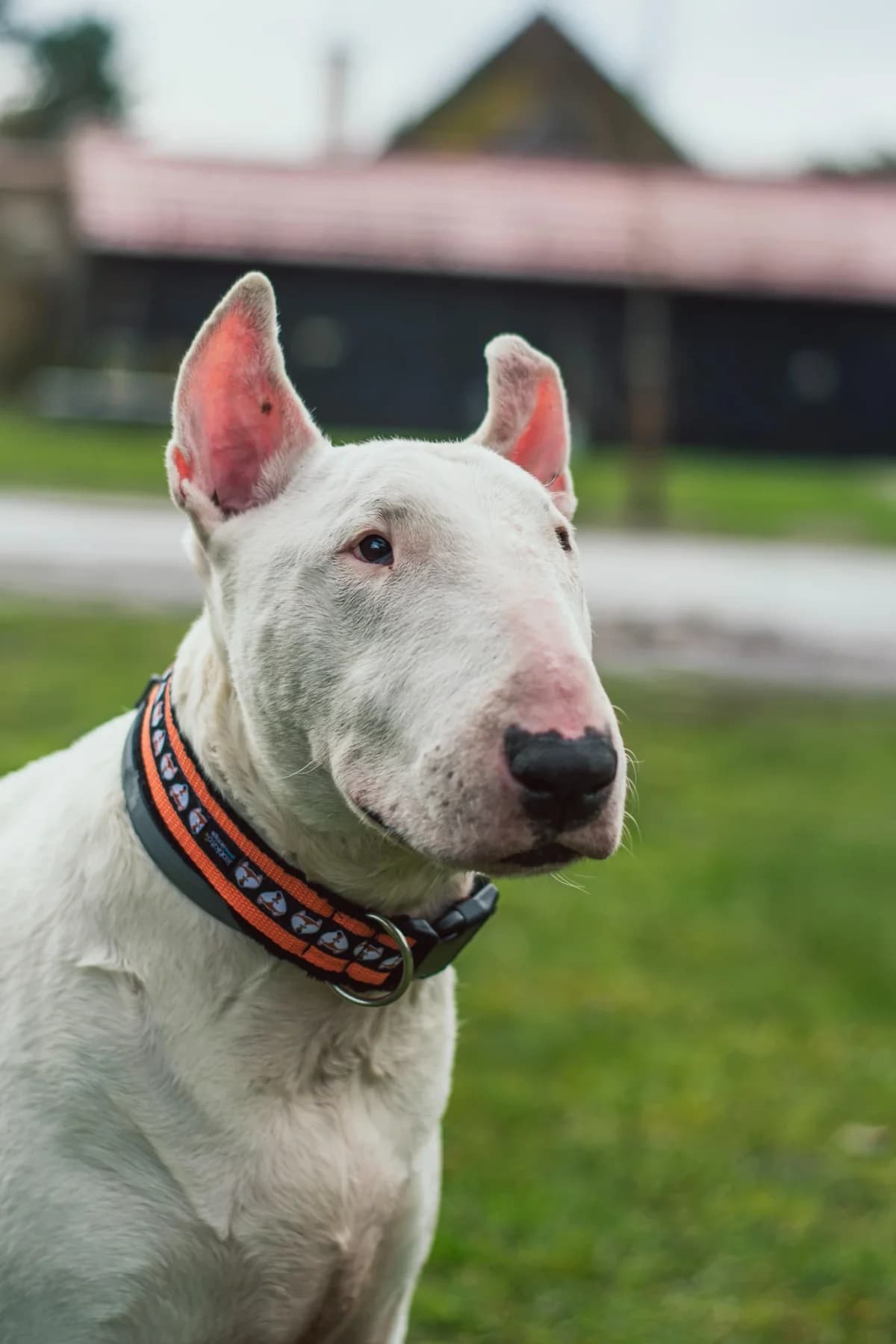 Guli, male young Mixed Breed for adoption at Stowarzyszenie Amstaffy Niczyje