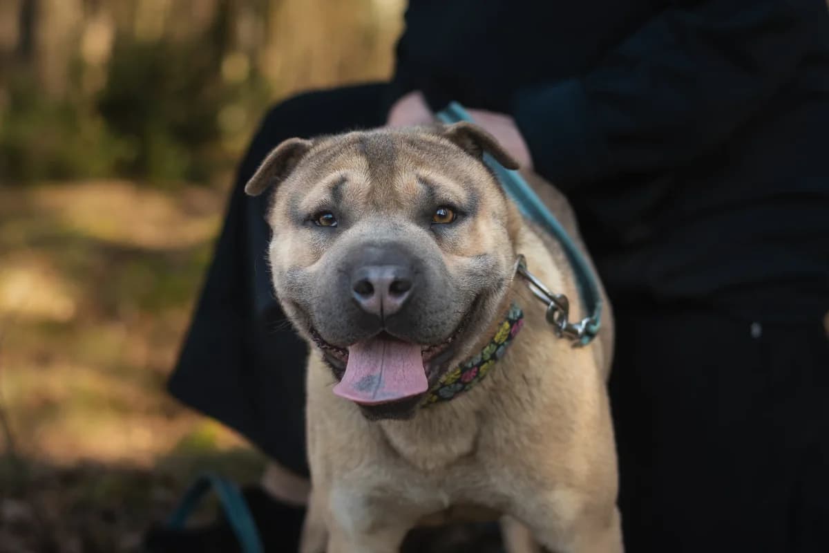Krecik,  puppy Shar Pei for adoption at Stowarzyszenie Amstaffy Niczyje