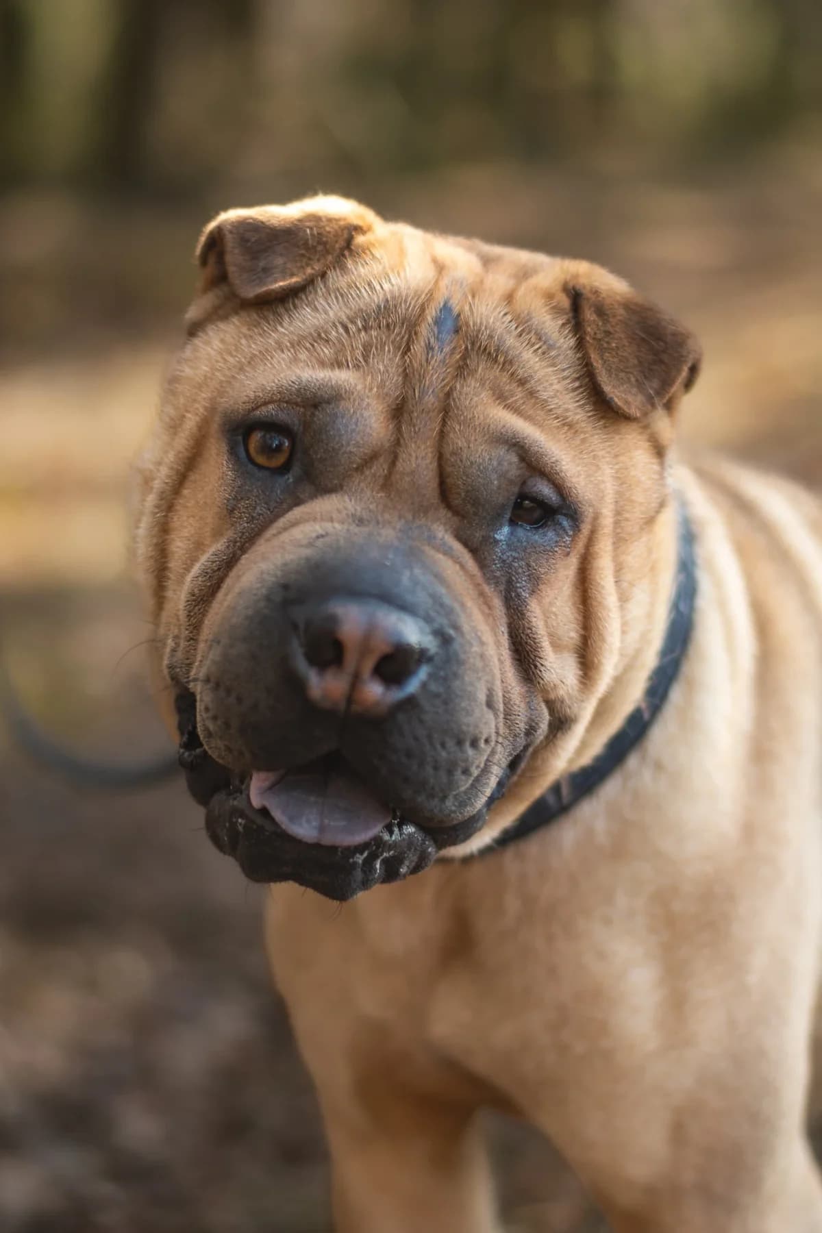 Norek, male puppy Shar Pei for adoption at Stowarzyszenie Amstaffy Niczyje