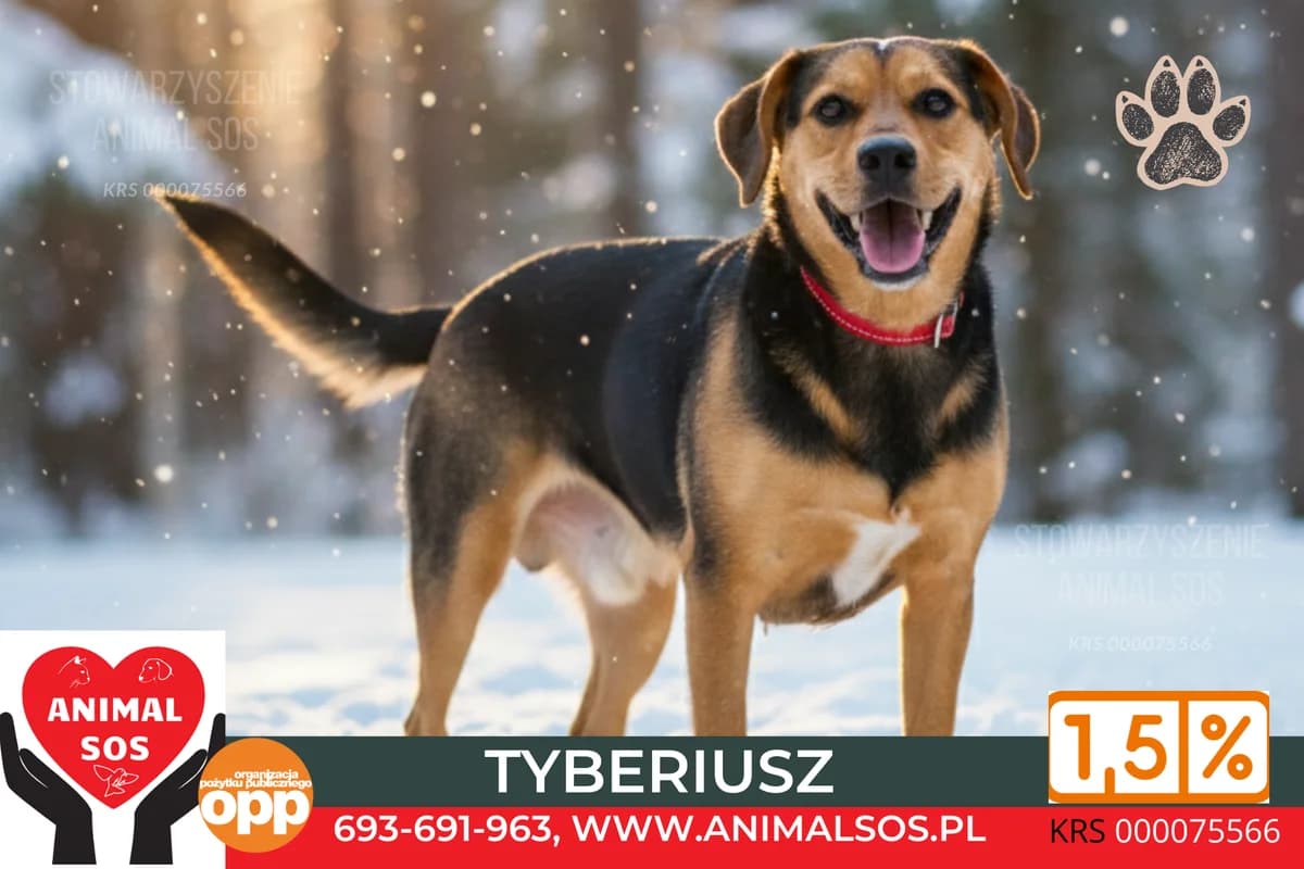 TYBERIUSZ – śliczny, średniej wielkości, łagodny pies, 4yo Mixed Breed for adoption at Animal Sos Psiakowo Centrum Adopcyjne, 99-423