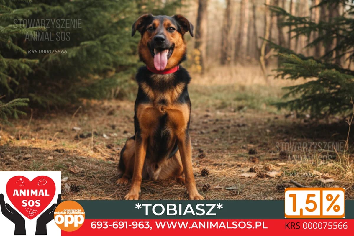 TOBIASZ – fajny, młody, rezolutny piesek, 3yo Mixed Breed for adoption at Animal Sos Psiakowo Centrum Adopcyjne, 99-423