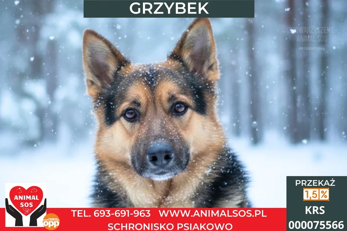 GRZYBEK, male 5yo Mixed Breed for adoption at Animal Sos Psiakowo Centrum Adopcyjne, 99-423
