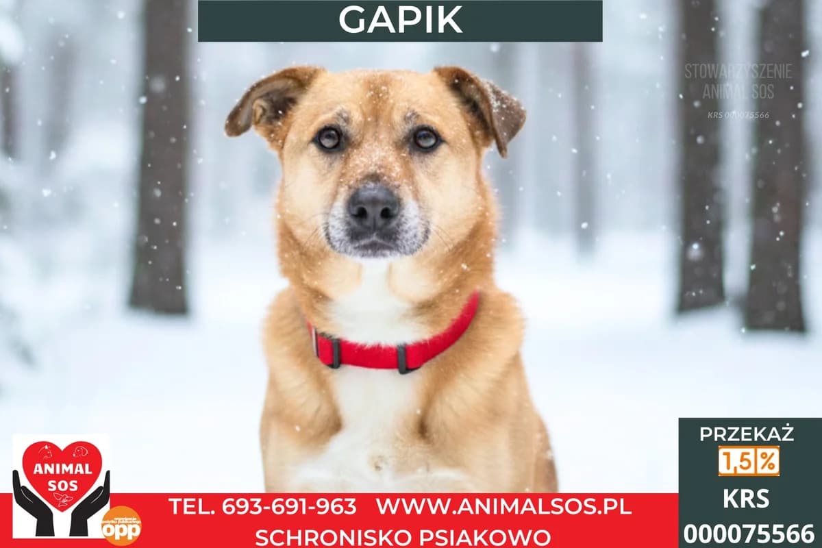 GAPIK, male senior Mixed Breed for adoption at Animal Sos Psiakowo Centrum Adopcyjne, 99-423