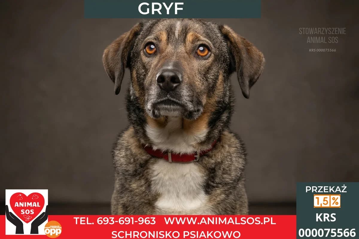 GRYF, male 5yo Mixed Breed for adoption at Animal Sos Psiakowo Centrum Adopcyjne, 99-423