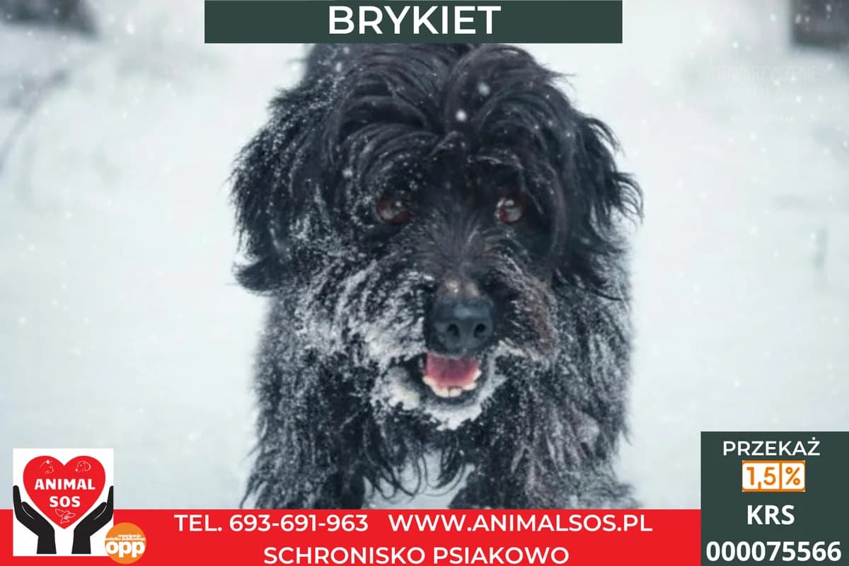 BRYKIET, male 4yo Mixed Breed for adoption at Animal Sos Psiakowo Centrum Adopcyjne, 99-423