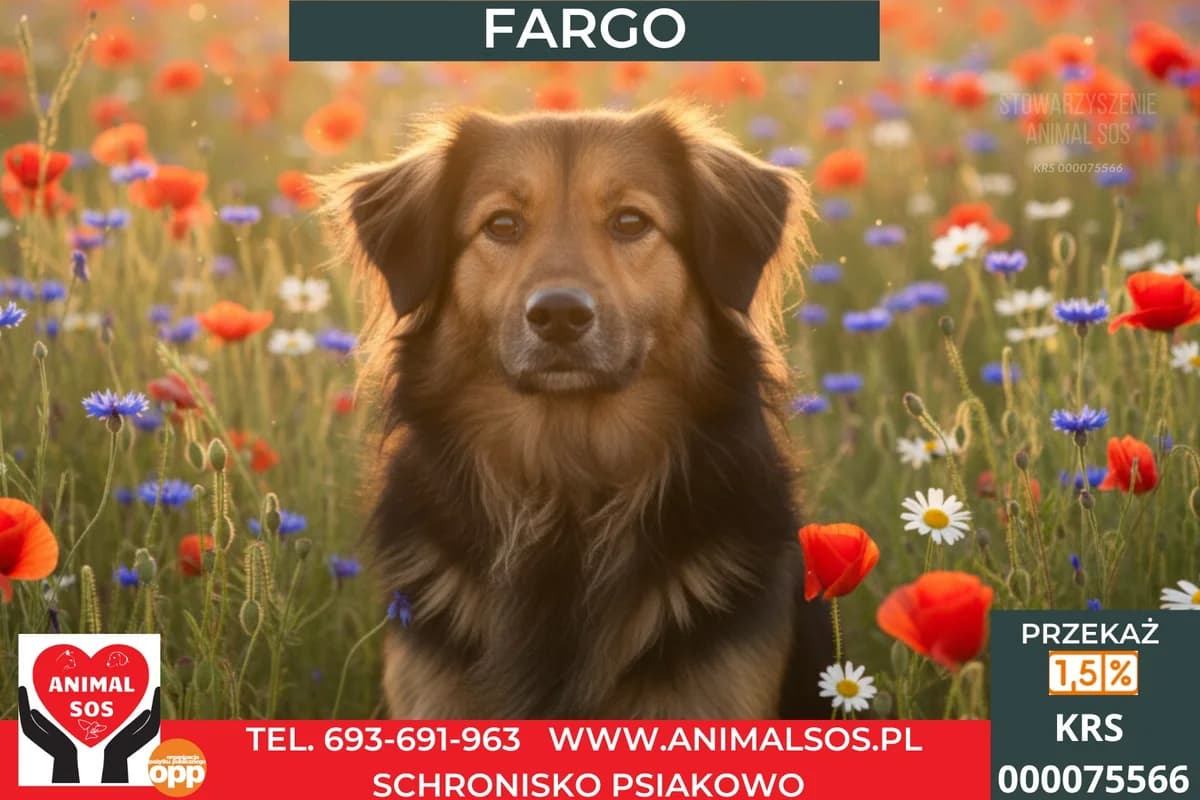 FARGO, male 5yo Mixed Breed for adoption at Animal Sos Psiakowo Centrum Adopcyjne, 99-423