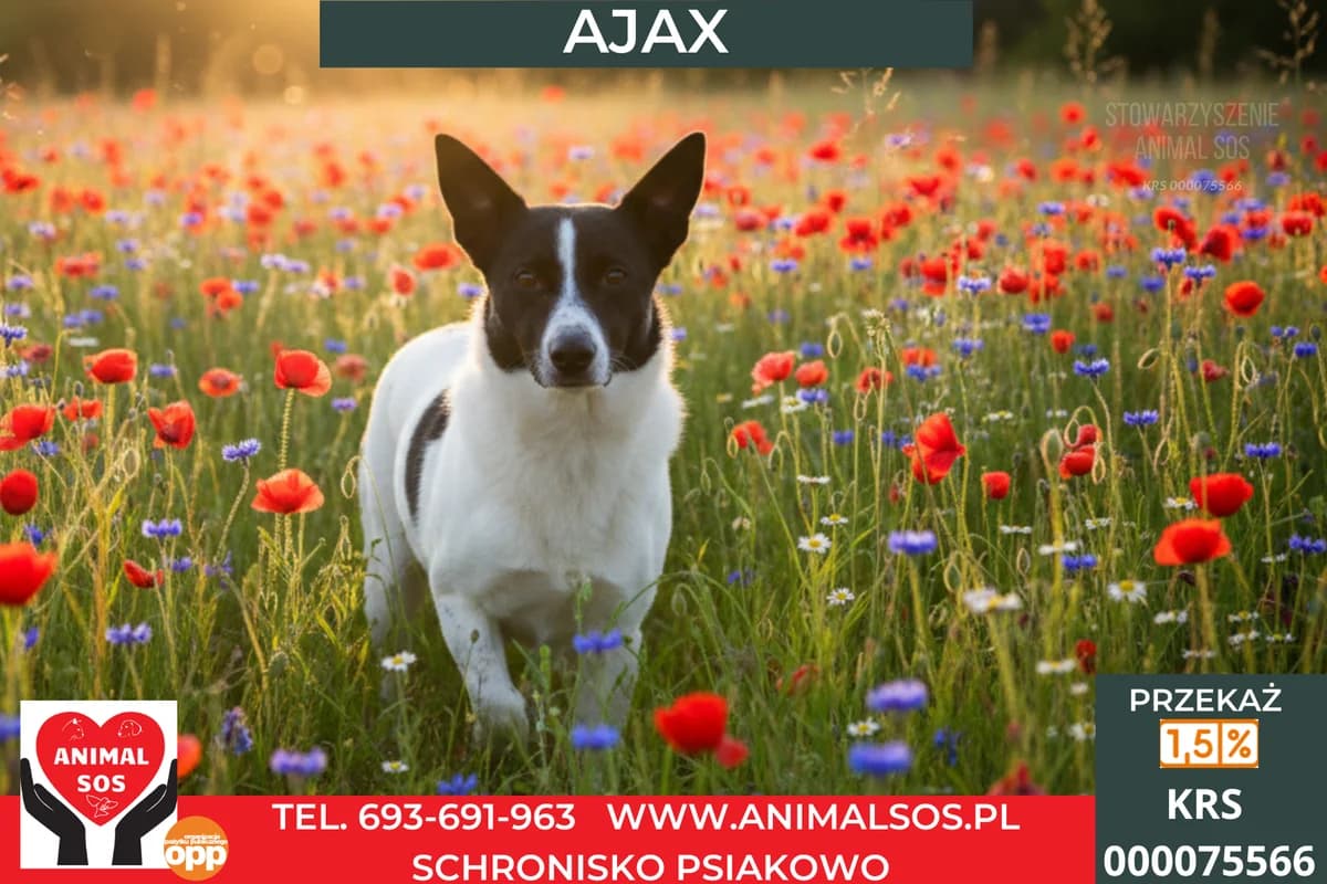 AJAKS, male senior Mixed Breed for adoption at Animal Sos Psiakowo Centrum Adopcyjne, 99-423