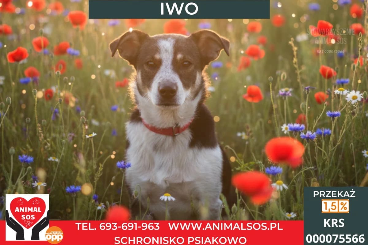 IWO, male 3yo Mixed Breed for adoption at Animal Sos Psiakowo Centrum Adopcyjne, 99-423